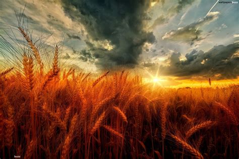 Wheat Field Sunset Wallpaper Cool Pictures Of Nature Photo To Art