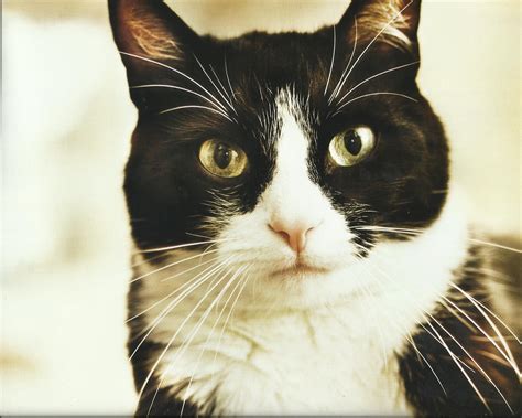 Download Animal Tuxedo Cat Wide Hd Wallpaper Image By Isabelk24