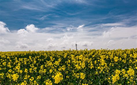 Download Wallpaper 3840x2400 Flowers Yellow Field Sky 4k Ultra Hd 16