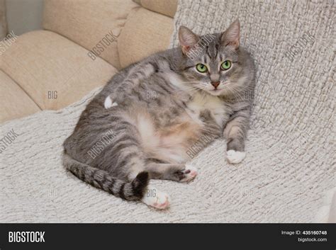 Grey Cat Green Eyes Image And Photo Free Trial Bigstock