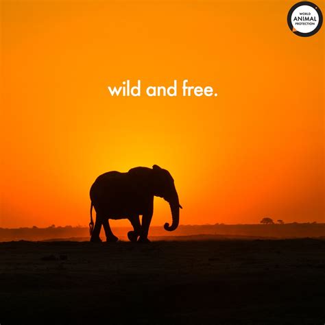 World Animal Protection Us On Twitter Wild And Free As Every