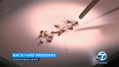 Ankle Biter Mosquitoes Becoming More Common In Southern California