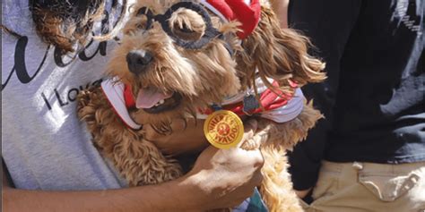 Mutts Canine Cantina Presents Howl O Ween Costume Contest Culturemap
