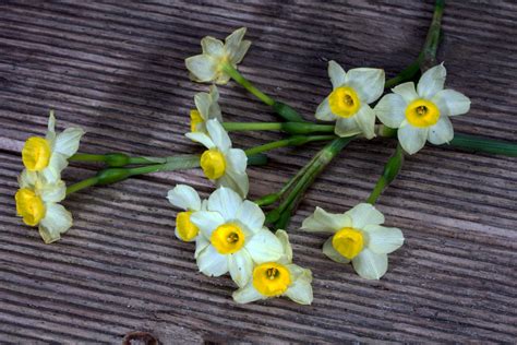 Free Images Wood Flower Yellow Daffodil Flora Flowers