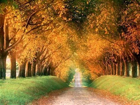 10 Of The Most Amazing Tree Tunnels Ever
