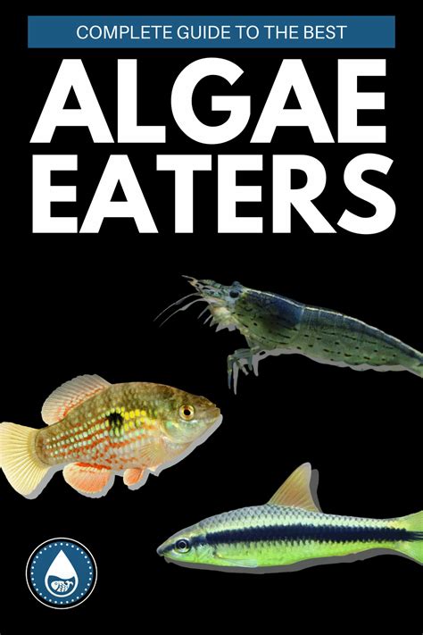 21 Best Algae Eaters Keep Your Tanks Clean And Healthy