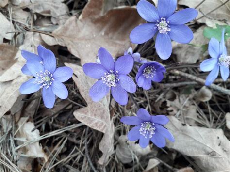 Purple Hepatica Flower In The Forest In The Leaves Spring Day Stock