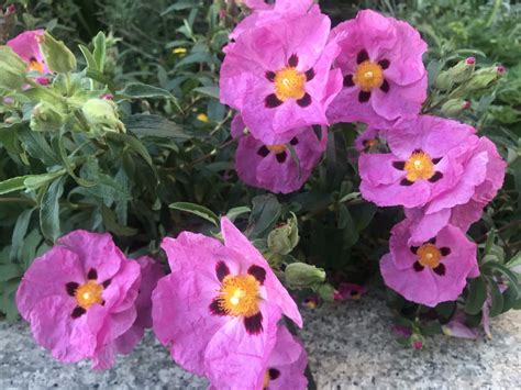 Rock Rose Cistus Purpureus Online Flower Garden