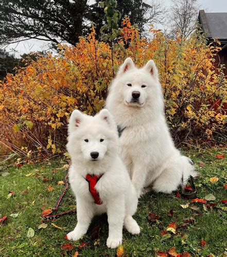 Samoyed Dog Breed Information Temperament And Images