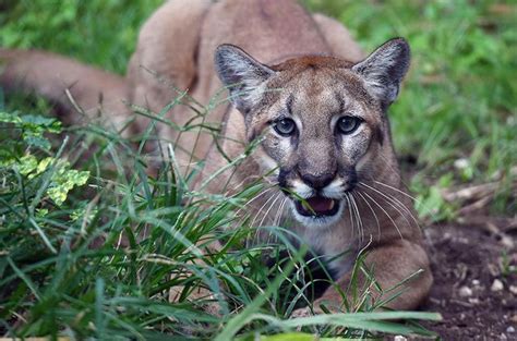 Florida panthers celebrate healthcare heroes. "Sia," our Florida Panther is at the zoo patiently ...
