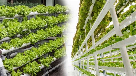 How To Grow Crops Vertically Vertical Farming Experts