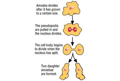 Theory/principle reproduction reproduction is the ability of an individual to produce new generation of their own kind. Reproduction - Amoeba