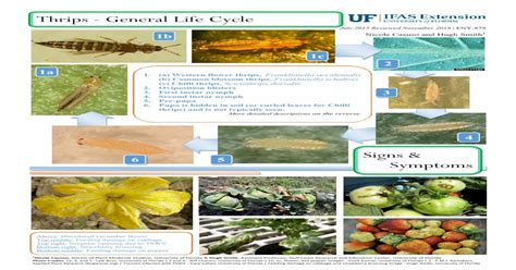 Thrips General Life Cycle Pdf Document