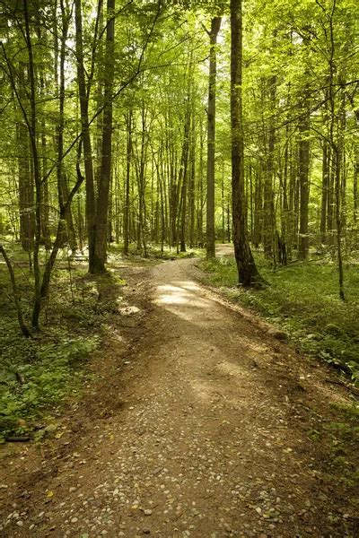 Forest Path Stock Photo By ©vipdesignusa 15548977