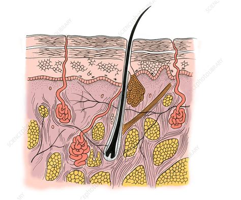 Illustration Of Skin Section Stock Image F0315270 Science Photo