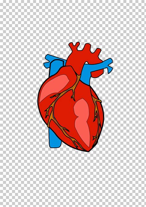 Corazon Humano Clipart 15 Free Cliparts Download Images On Clipground
