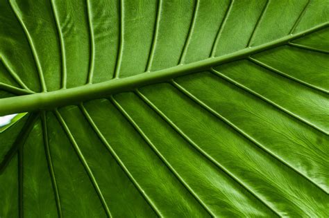 Macro Leaves Green Wallpapers Hd Desktop And Mobile Backgrounds