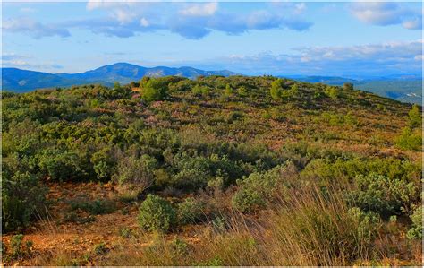 La garrigue La nature méditerranéenne