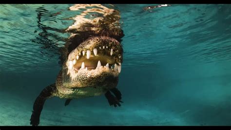 Close Up Of Alligator Turning And Swimming Towards Camera Clipstock