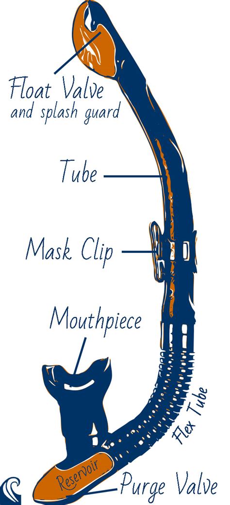 The way it works is very simple. How Do Snorkels Work? (Wet, Semi-Dry, and Dry Snorkels ...