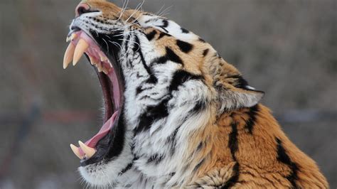 🥇 Animals Fangs Open Mouth Teeth Tigers Wallpaper 43173