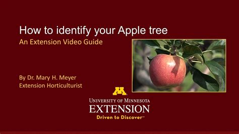 Umn Extension How To Identify Your Apple Tree Youtube