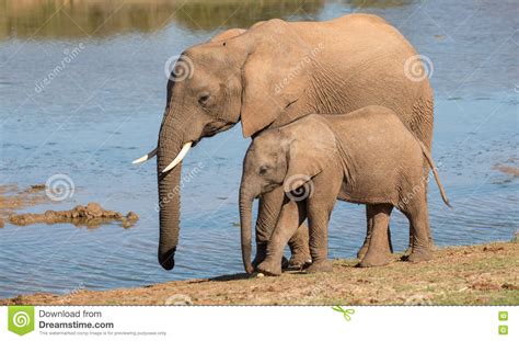 African Elephant Mom And Baby Stock Photo Image Of