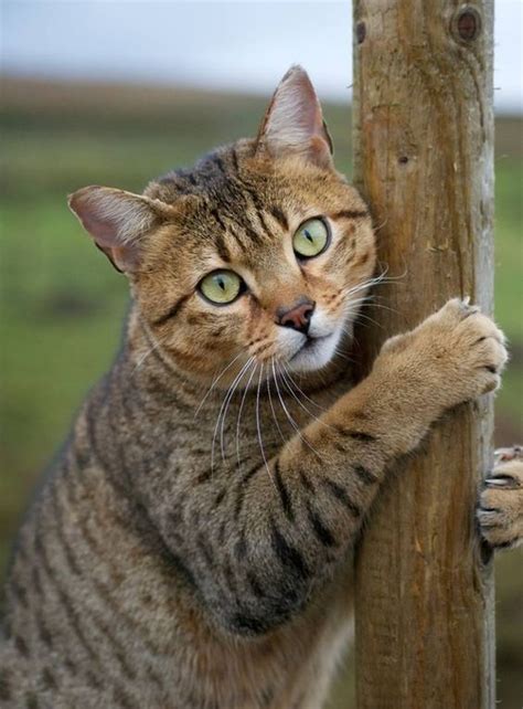 Cat Facts Fun Tidbits About Tabby Cats Catbreeds In 2020 Cat Having