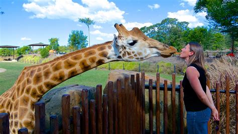 Get all you need at zooplus. Australia Zoo - Maroochydore, Queensland Attraction | Expedia.com.au