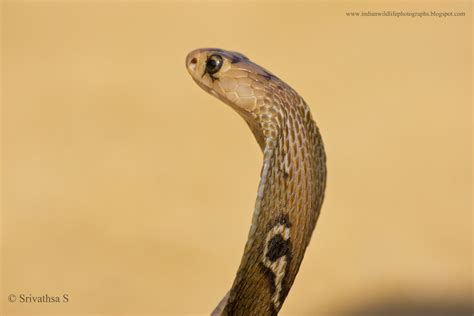 Indian Wildlife Photography Spectacled Cobra Juv