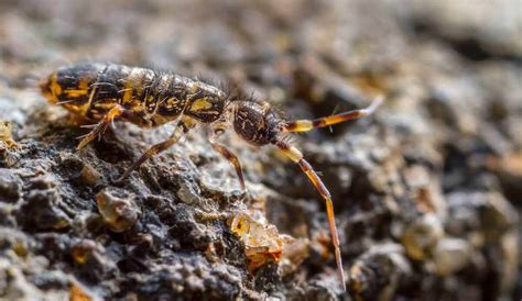 How to protect yourself from bed bugs. Springtails - Hogarth's Pest Control in Northern Michigan