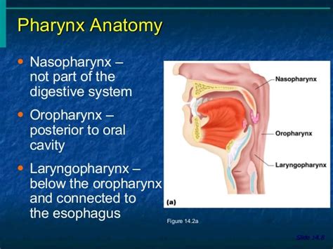Mouth and esophagus ( anatomy , physiology)
