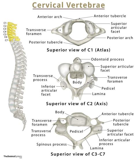 Cervical Vertebrae Anatomy C
