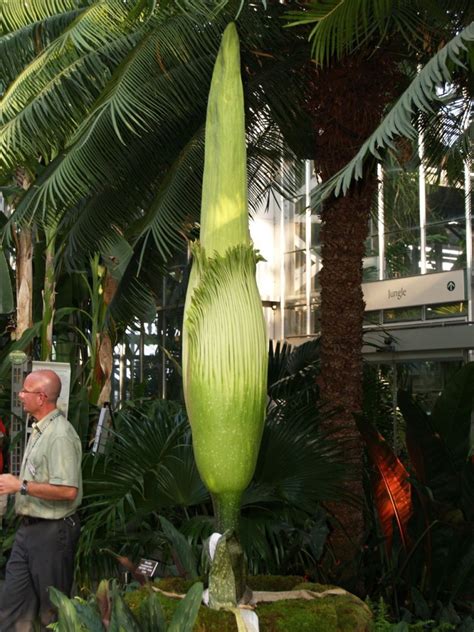 It's not a sweaty basketball player — it's the amorphophallus titanum, aka the corpse flower. USBG Corpse Flower: July 17 - Geeky Girl Engineer