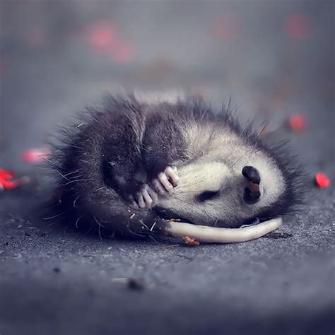 15 Awesome Possums And Opossums Bored Panda