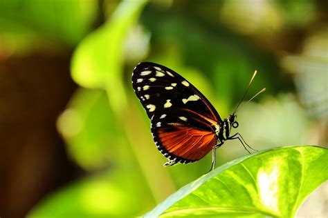 Heliconius Hecale Butterfly Red Free Photo On Pixabay