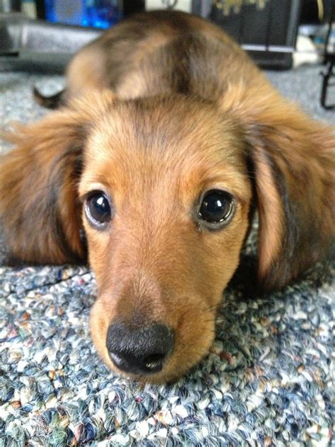 Meet Bailey, my Dachshund puppy :) | Dachshund puppies, Dachshund puppy, Dachshund pets