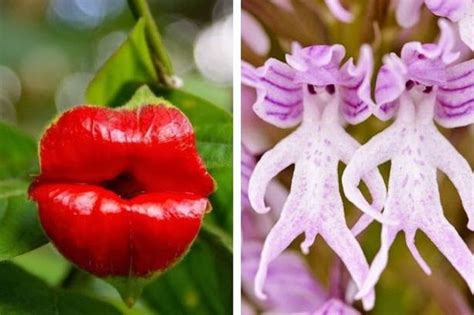 Hooker S Lips And Naked Man Orchid Among List Of World S Rudest Flowers Derbyshire Live