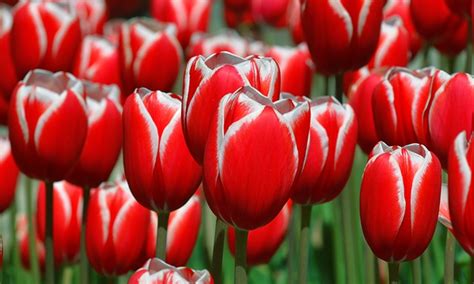 Hollands Special Tulip Bulbs Groupon Goods