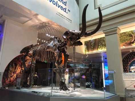Preview The Smithsonians Reopened Dinosaur And Fossil Hall Photos