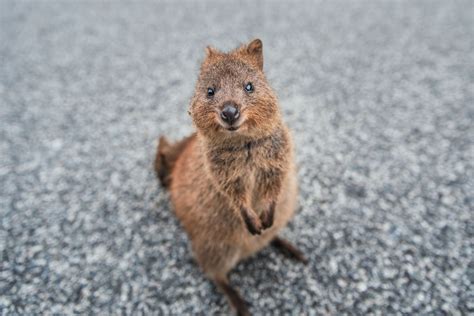 Foto V Australských Požárech Vymírají Celé Druhy Zvířat Ohroženi Jsou