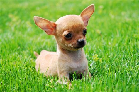 Chihuahua Puppies Photos Small Dog Breed Photos
