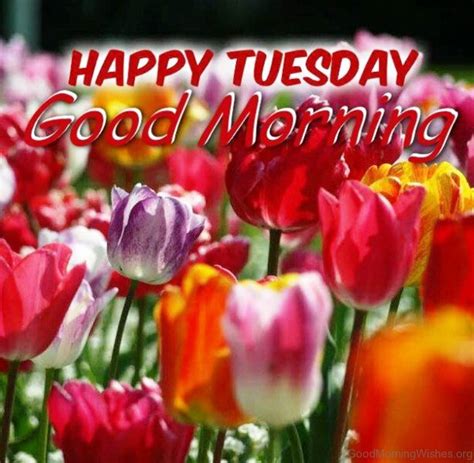 39 Good Morning Happy Tuesday Nature Images