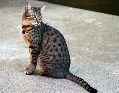 You need to be a cat parent for your. Top 10 Largest Cat Breeds In The World