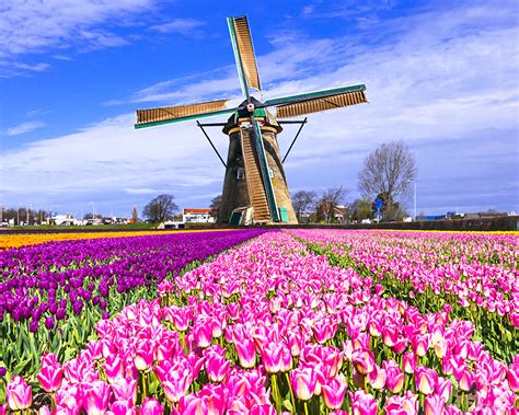Desktop Wallpapers Netherlands Mill Keukenhof Lisse Tulips Nature