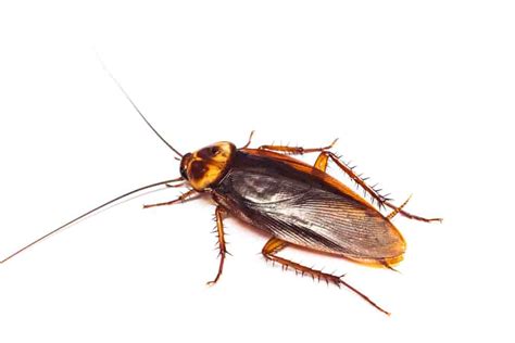 Types Of Roaches With Pictures A Complete Identification Guide