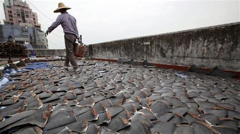 Petition · Ban Shark Finning ·