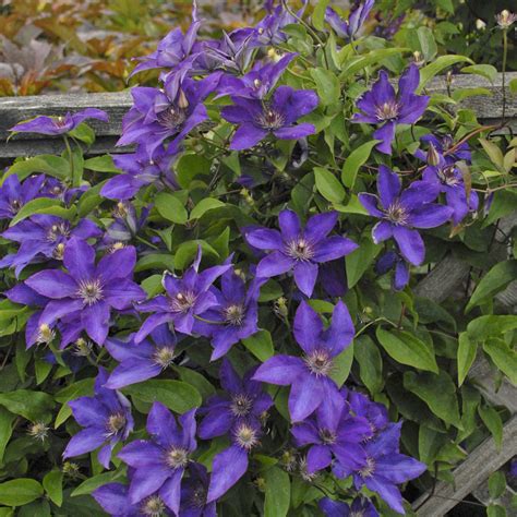 Clematis is a genus of about 300 species within the buttercup family, ranunculaceae. Clematis The President - Buy Clematis Perennials Online