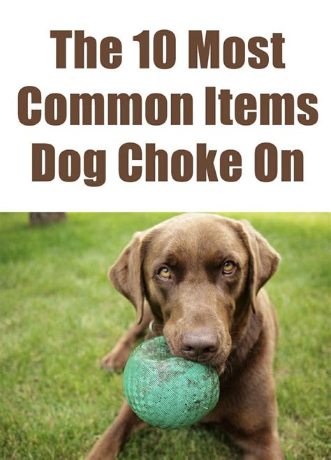 You don't have to give your pet unhealthy foods. The 10 Most Common Items Dogs Choke On | Dog care, Dogs ...