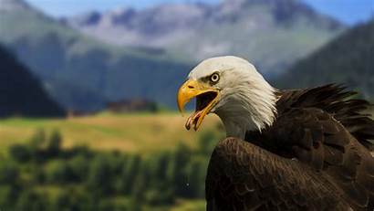 Eagle Bald 4k Wallpapers Terms